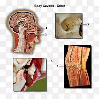 智人人体解剖生理学1体腔-人体