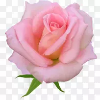 粉红色花朵花园玫瑰花玫瑰家庭花