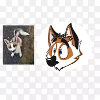 胡须狗红狐猫狗