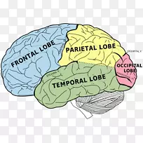 格斯特曼综合征脑失语症-脑