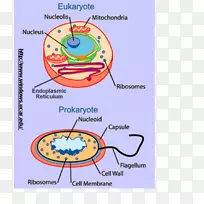 真核表达原核生物真核细胞微生物学壁细胞