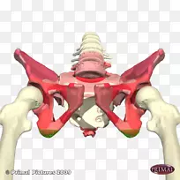 坐骨神经结节骨盆峡部撕脱骨折髋部骨折