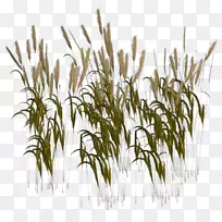 小麦收获种子