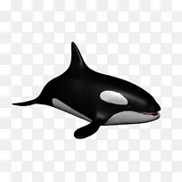 虎鲸海豚鲸目水生动物海豚