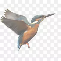 拉查邦内污水处理鹅水鸟-可饲养照片