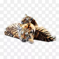 西伯利亚虎桌面壁纸大猫科
