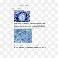 幽门螺杆菌吉姆萨染色生物手册-幽门螺杆菌