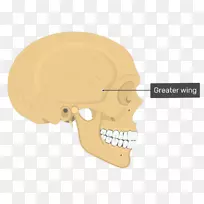 顶骨颅骨解剖颞线颅骨
