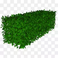 草本植物草坪黑麦草地被