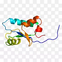 基因卡蛋白SH3结构域人类基因组