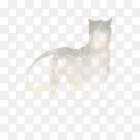胡须狗猫毛鼻子狗