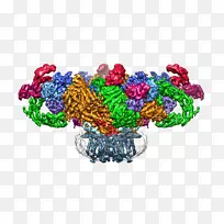马克斯普朗克分子生理学研究所兰尼碱受体低温电镜膜蛋白结构-低温电子显微镜