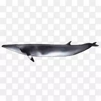普通宽吻海豚短喙普通海豚图库溪粗齿海豚旋转海豚须鲸