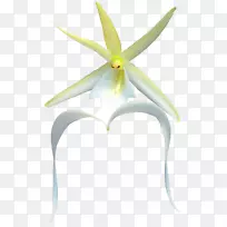 开花植物-天南星(Chimonanusprecox)