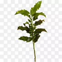 叶用植物茎秆透明PNG创作工作总结