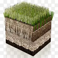 人工草坪杂交草地地毯草地人工草坪