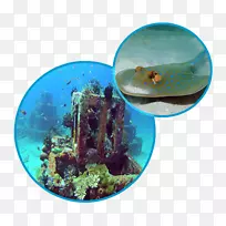 水下潜水海洋生物-努沙佩尼达