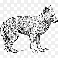 灰狼土狼黑背野狗画