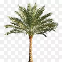 槟榔科砧木摄影树矮枣棕榈树