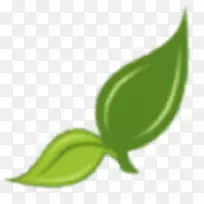 山地番茄种子叶园叶