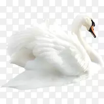 天鹅静音天鹅剪贴画-天鹅