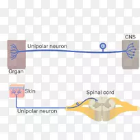 伪极神经元多极神经元双极神经元-神经元