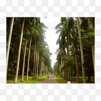 生物群落雨林植物园植物槟榔科梅尔海姆度假村康迪