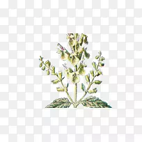小枝植物学花卉植物插图-花