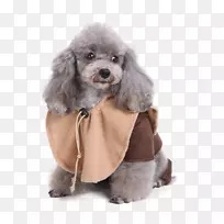 小型贵宾犬标准贵宾犬玩具狮子狗帽衫套装