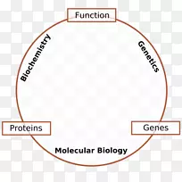 分子生物学、遗传学、细胞生物学、分子生物学