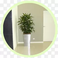 花盆工作场所室内植物室内空气质量草本植物室内空气质量