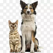 养猫宠物兽医武林农场养猫