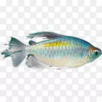 鱼鳞水族剪贴画-鱼