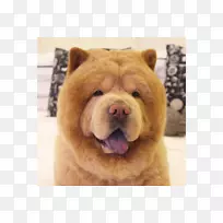 周家莲熊犬繁殖伙伴狗熊