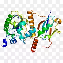 胸腺嘧啶-DNA糖基酶BRCA 2