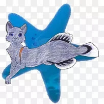 猫狗，海洋，犬科动物-猫