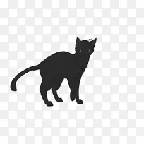 孟买猫科拉特黑猫家养短毛猫