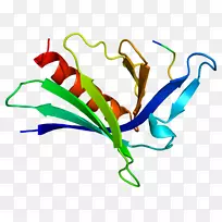 叶植物茎线段ART-蛋白质结构