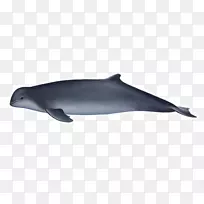 普通宽吻海豚图库溪粗齿海豚短喙普通海豚批发伊洛瓦底海豚