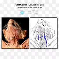 猫解剖指肌颈猫