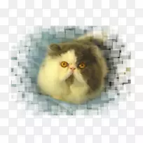 波斯猫须，异国短毛猫，西伯利亚猫