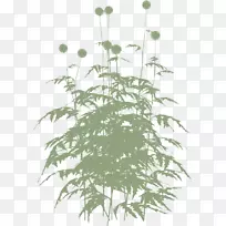 植物茎叶开花植物草叶