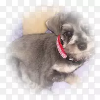 小型雪纳瑞面条莫基小狗伴犬-小狗