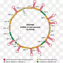 Mimivirus acanthamoeba polyphaga皮革DNA病毒-病毒