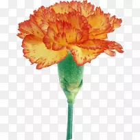 康乃馨切花