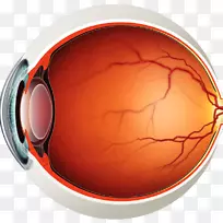人眼解剖视网膜黄斑