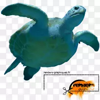 甲鱼海龟海洋生物学-海龟