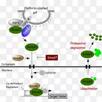 转化生长因子βTGFβ信号通路凋亡TGFβ1细胞