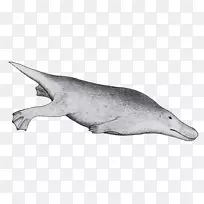 图库溪普通宽吻海豚白嘴海豚粗齿海豚工匠