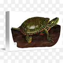盒形海龟画的海龟博克梅尔克红熊猫-画过的海龟